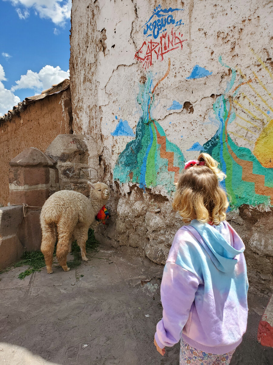 Альпаки в Куско, Перу