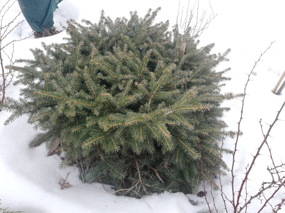 Моя ель "Нидиформис" в начале марта.