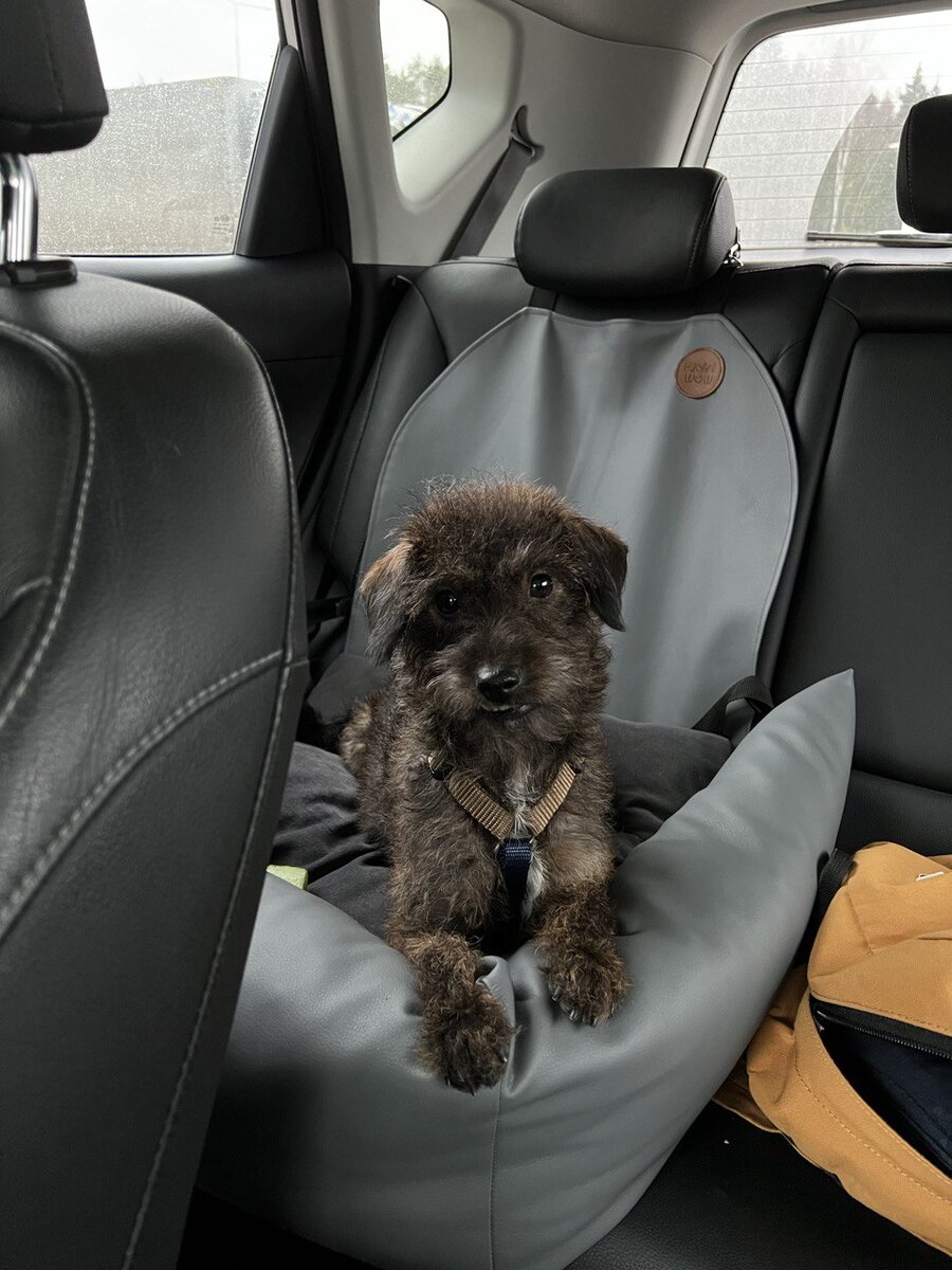 Готовы к путешествию, чилим в удобном автокресле Rachel WOW 