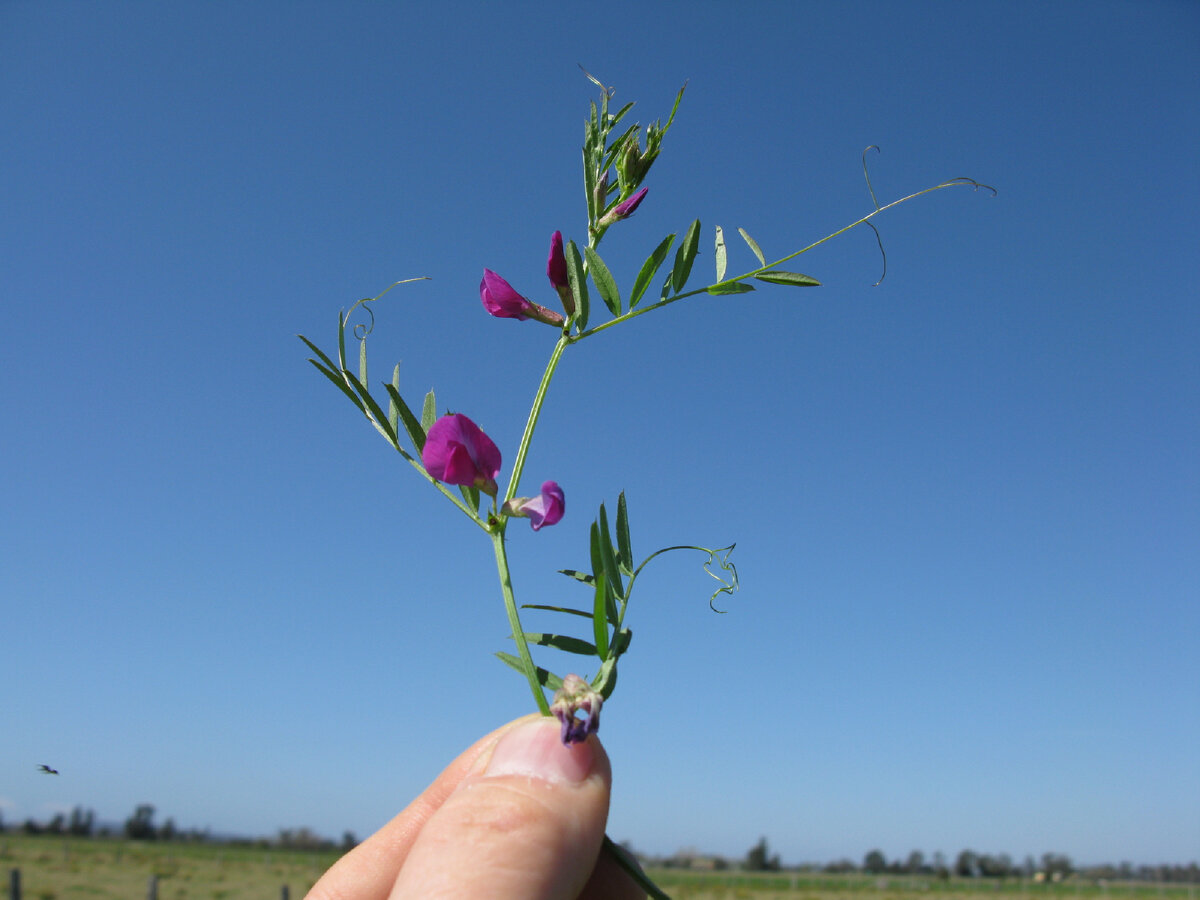 Vicia sativa