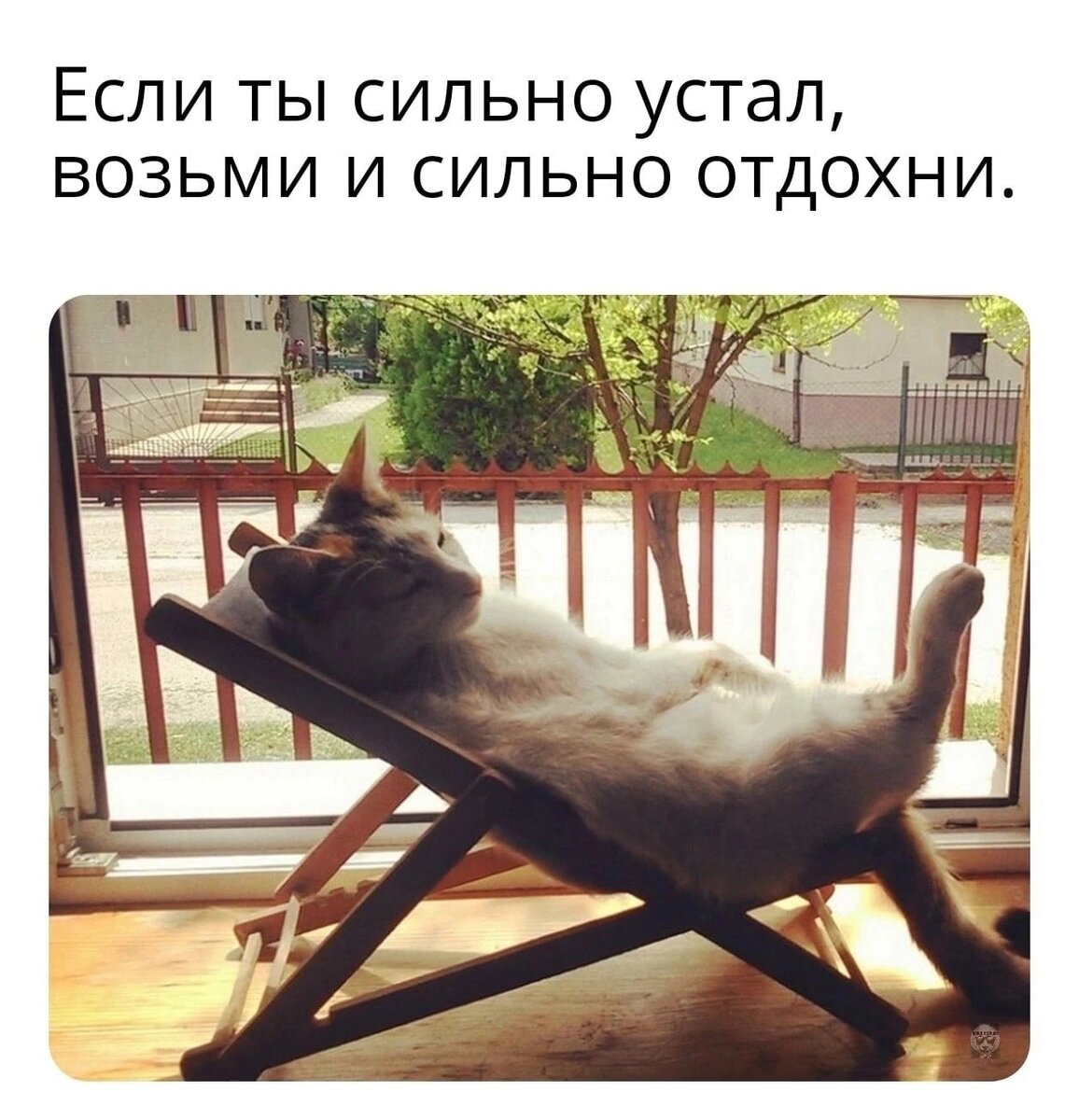 Сама расслабься. Кот отдыхает. Кот на шезлонге. Расслабленный кот. Коты расслабляются.