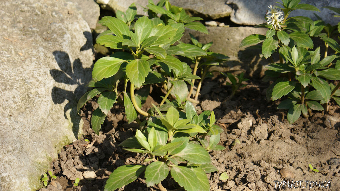 Цветёт пахизандра, вечнозелёное растение