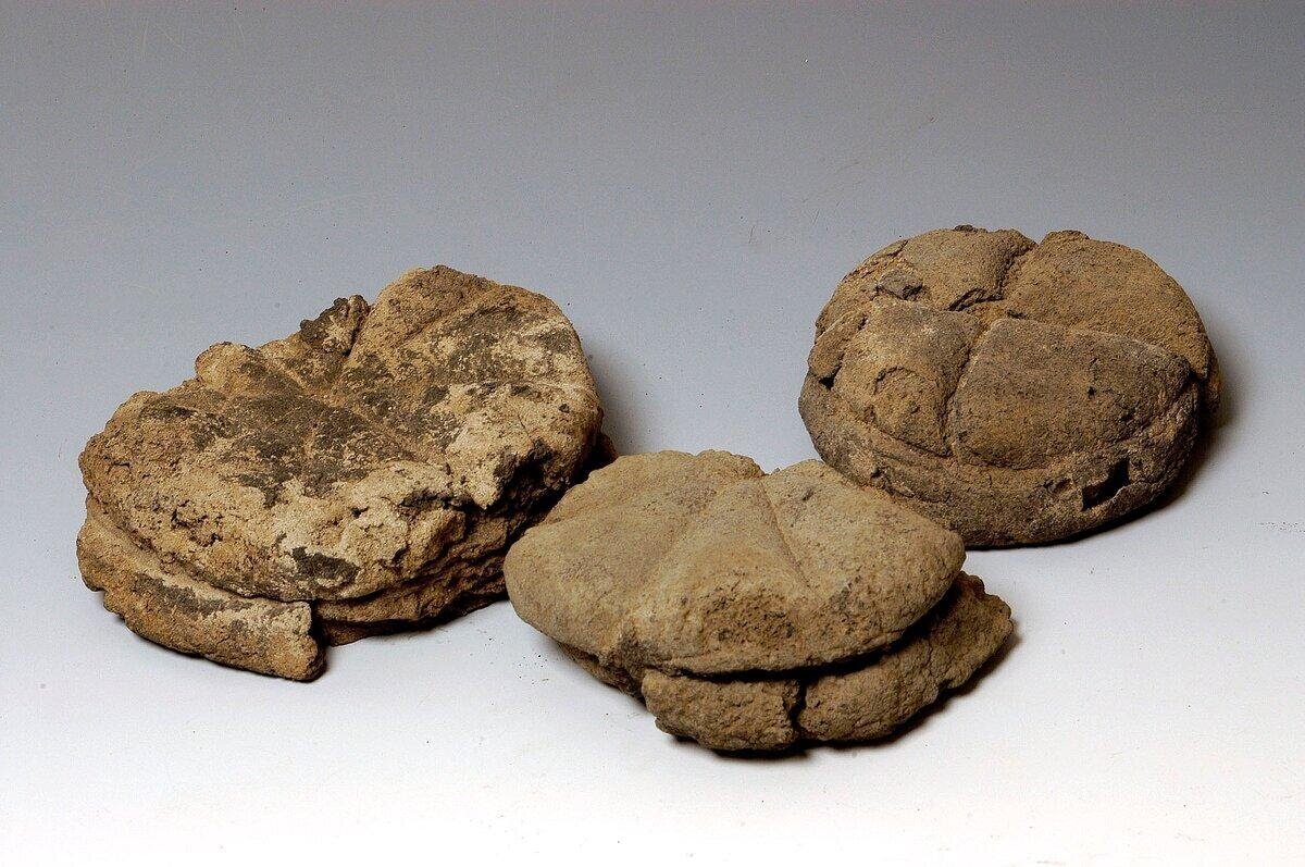 Окаменевшие куски древнеримского хлеба, найденные в Помпеях. I в. н.э.