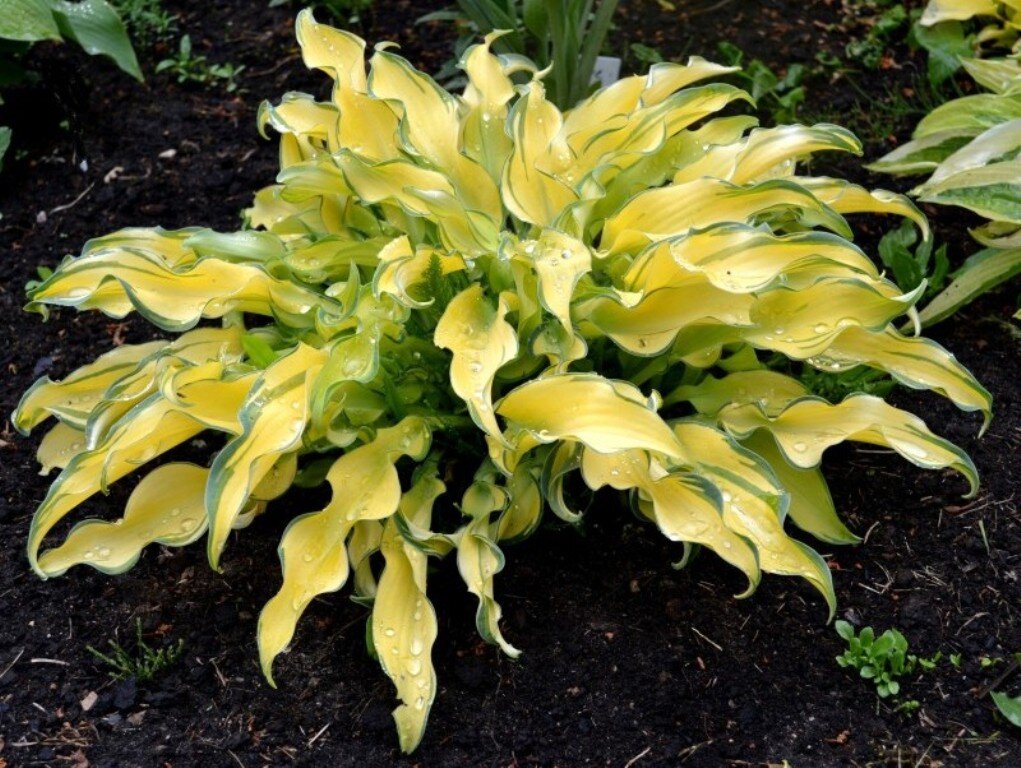 Хоста Ripple Effect