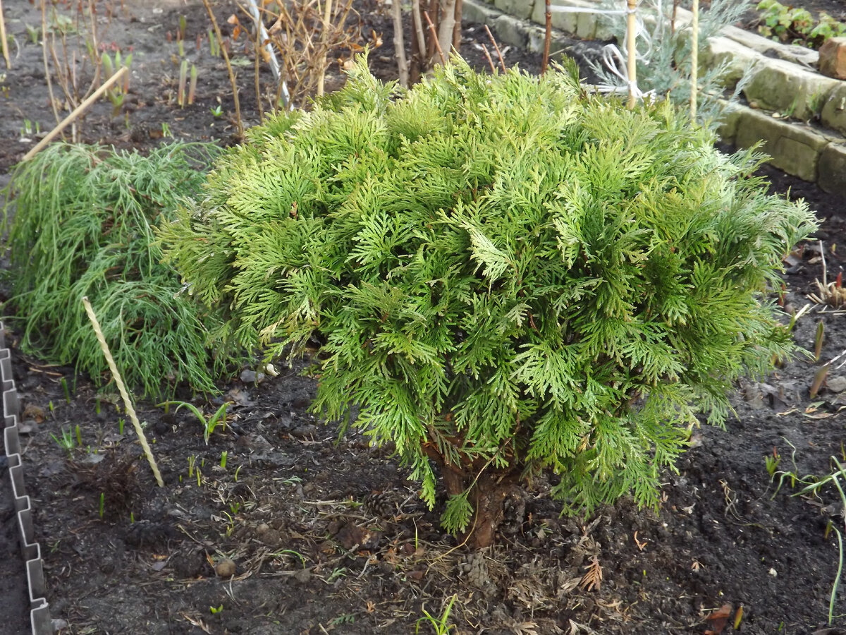 Одна из двух самых старых "Даник" с обстриженным "низом" с другой стороны