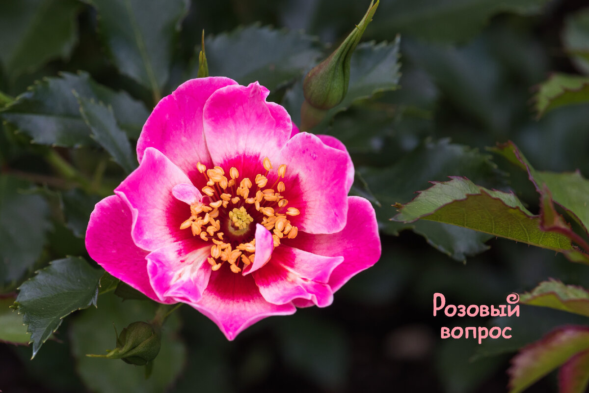 Моя роза Квин Бэбилон Айз.