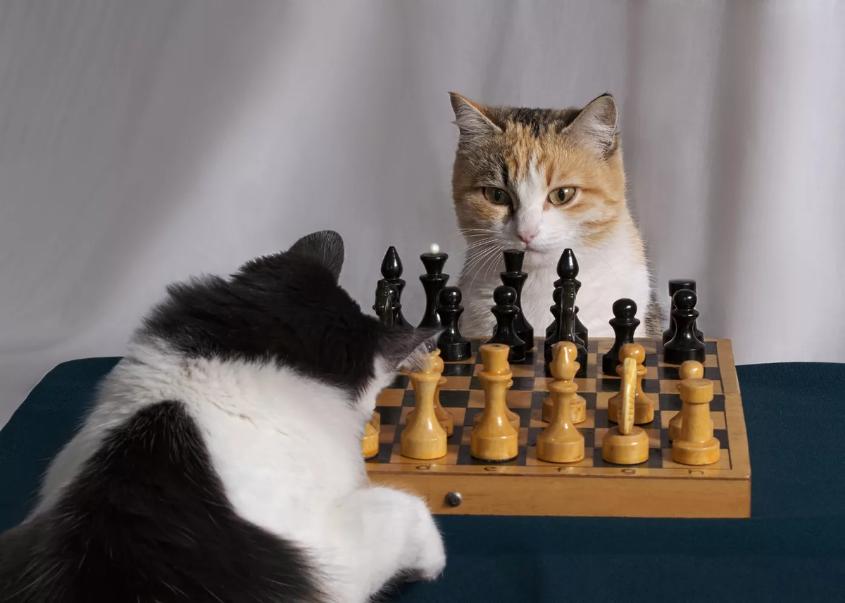 3 кота игра в шахматы. Прикольные шахматы. Кот и шахматы. Забавные шахматы. Шахматный кот.