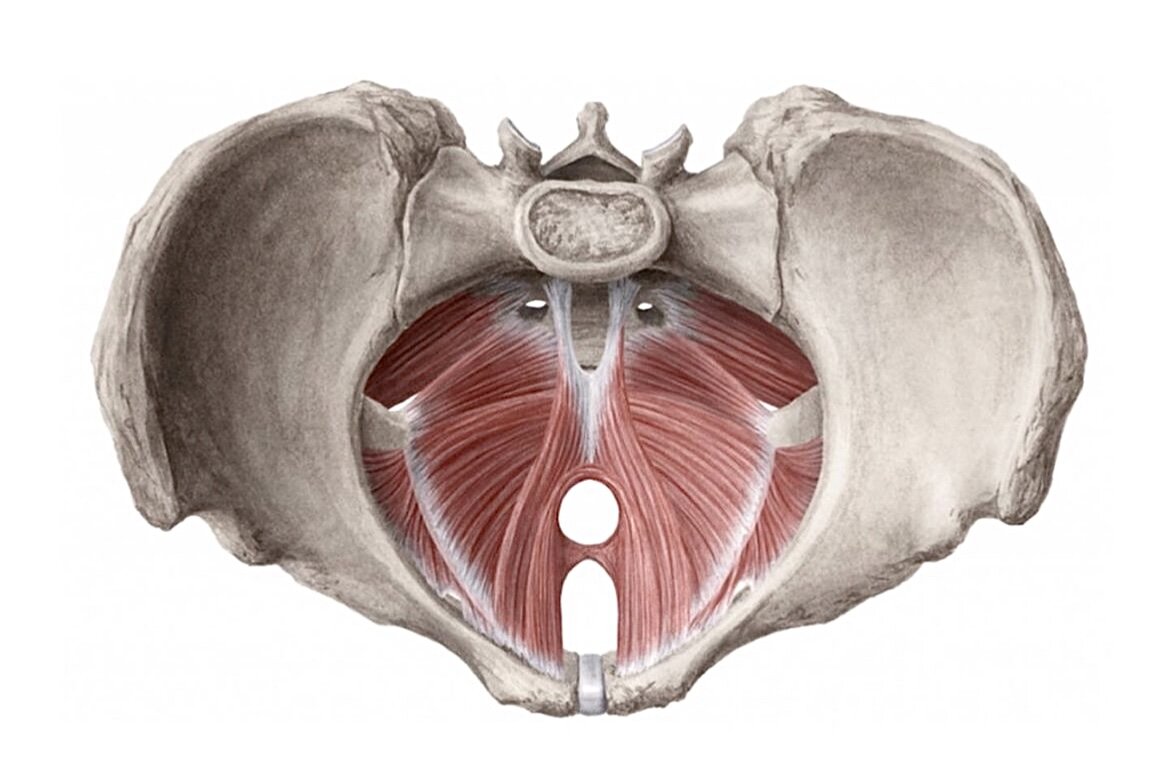 Мышцы тазового дна у женщин фото схема анатомия