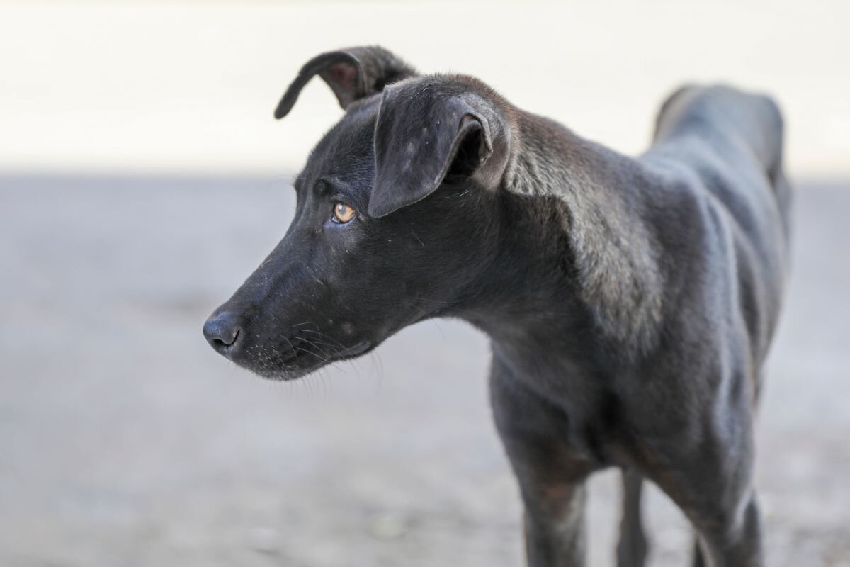 Худая собака 