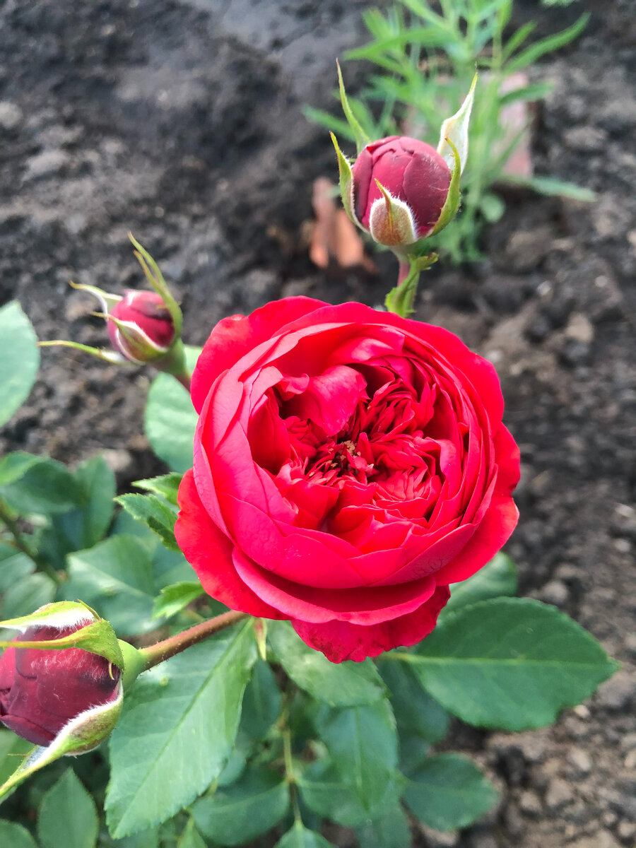 флорибунда, Кордес. Аут оф Розенхайм.фото из сада в подарок вам.