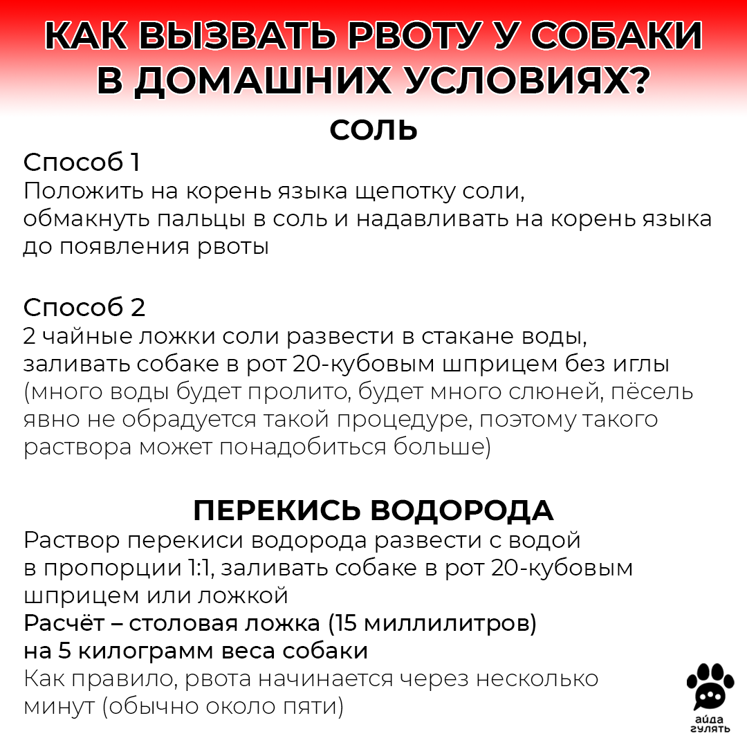 СОБАКА СЪЕЛА ЧТО-ТО НА УЛИЦЕ: ЧТО ДЕЛАТЬ ХОЗЯИНУ? | АЙДА ГУЛЯТЬ 🐾  приложение для любителей собак | Дзен