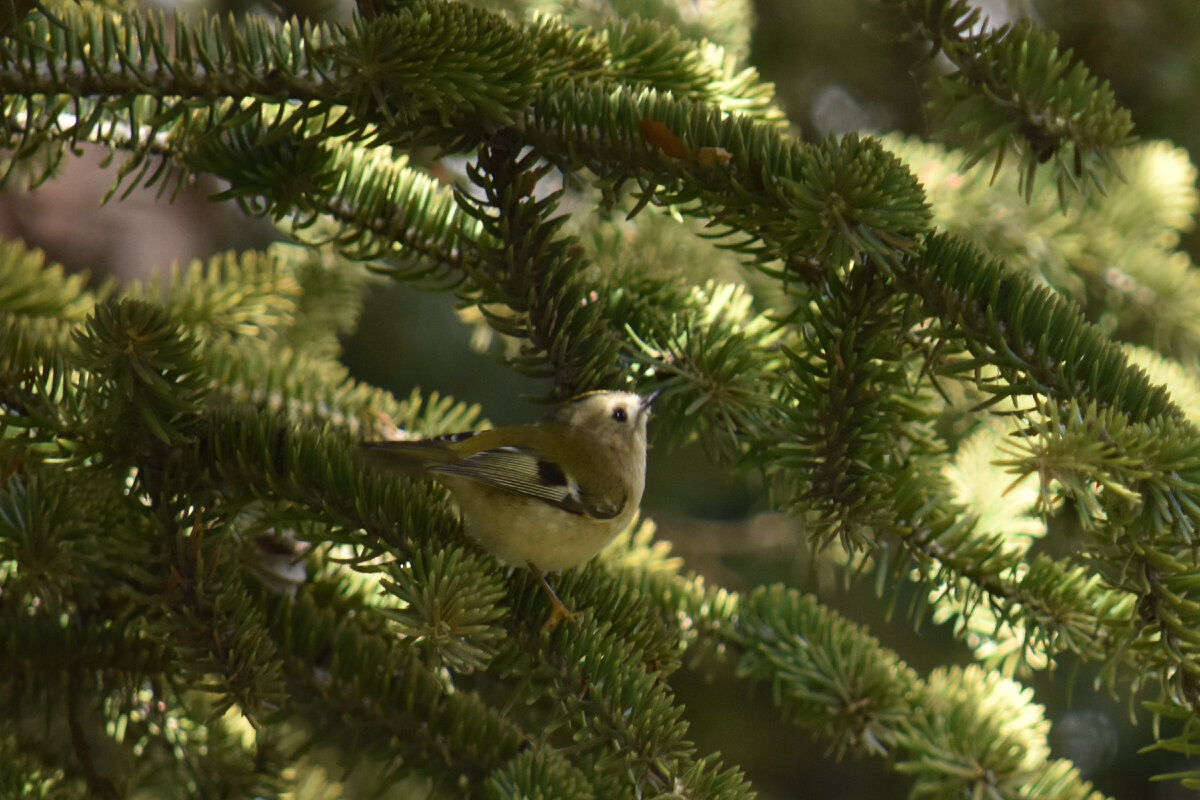 Желтоголовый королек: "Нужно срочно покушать!"