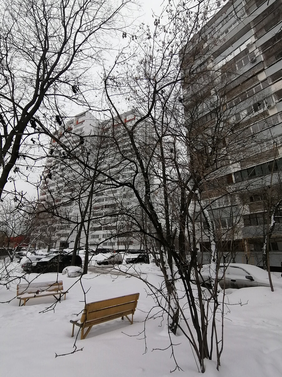 Тот самый куст. Довольно высокий, но крона не густая