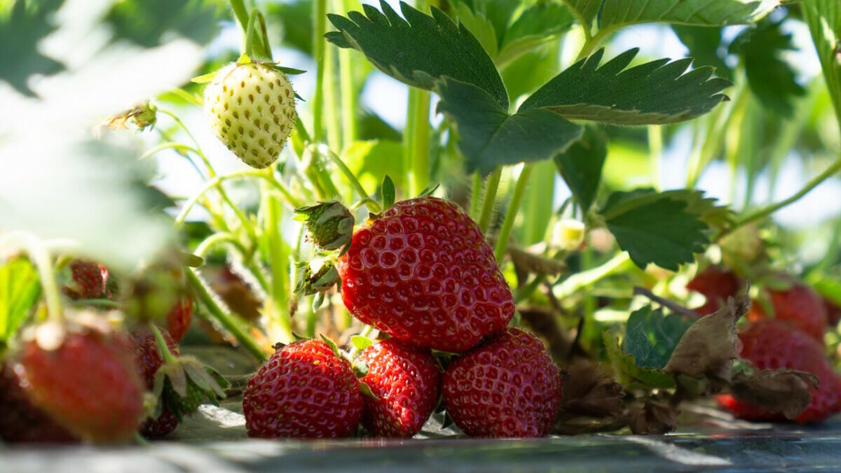    Ранняя клубника