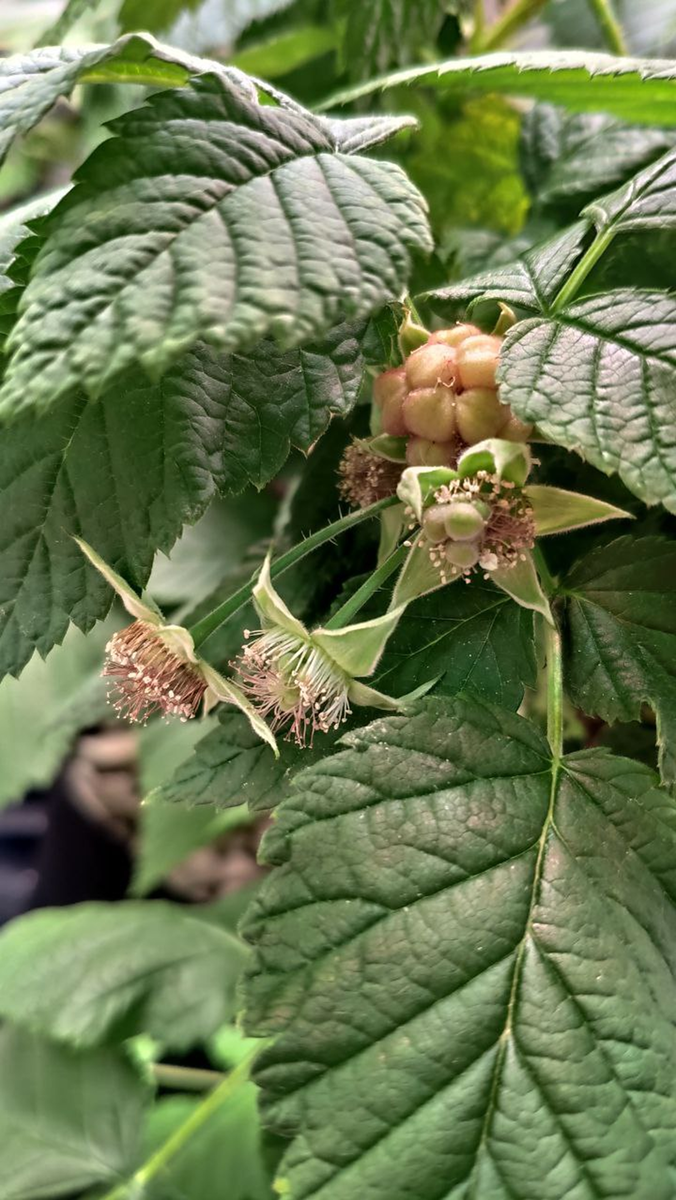 У нас тут малина цветёт в феврале😉 Еще осенью 2022 года мы купили саженцы малины и смородины.-14