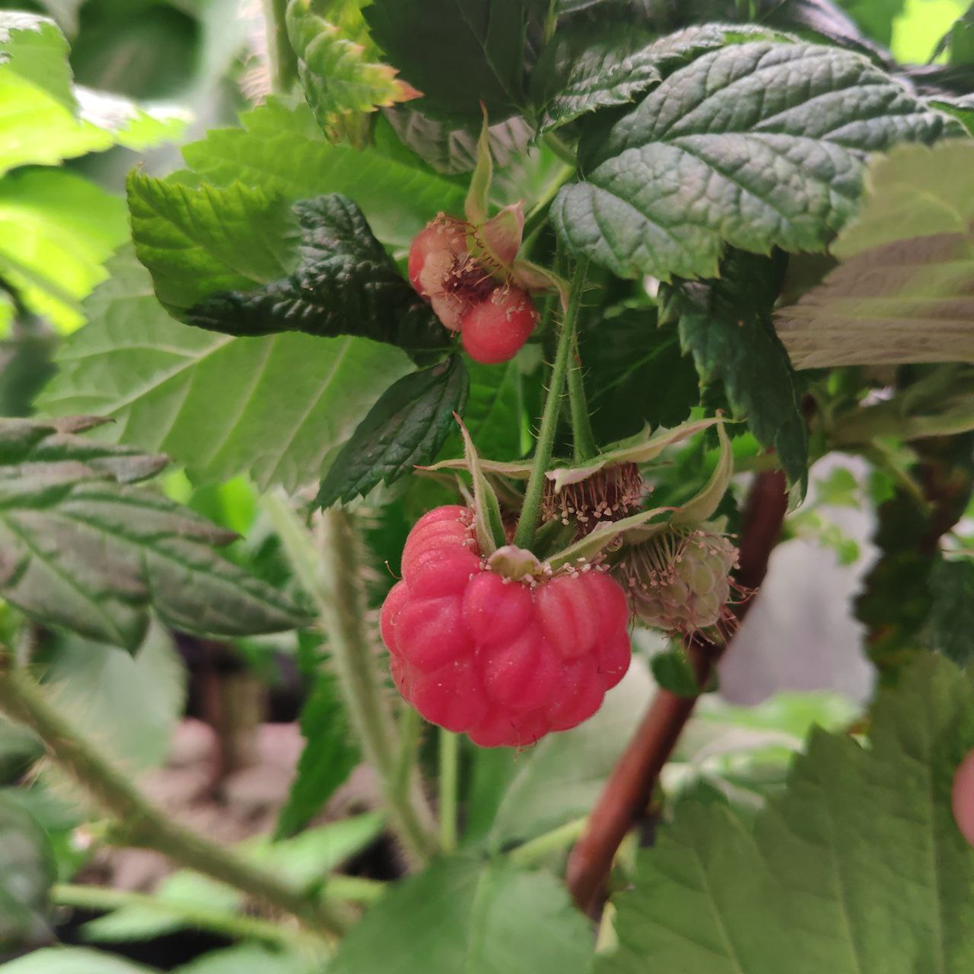 У нас тут малина цветёт в феврале😉 Еще осенью 2022 года мы купили саженцы малины и смородины.-17