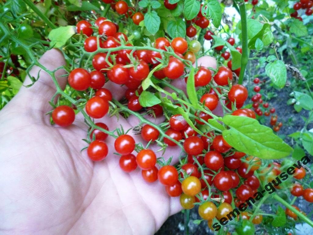 Семена покупала в Интернет-магазине Помидом, фото оттуда, выросли точно такие же.