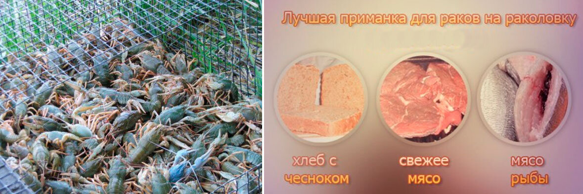 Какую приманку класть в раколовки. Ловля на раколовку. Наживка в раколовки. Прикормка для раколовки. Лучшая наживка в раколовку.