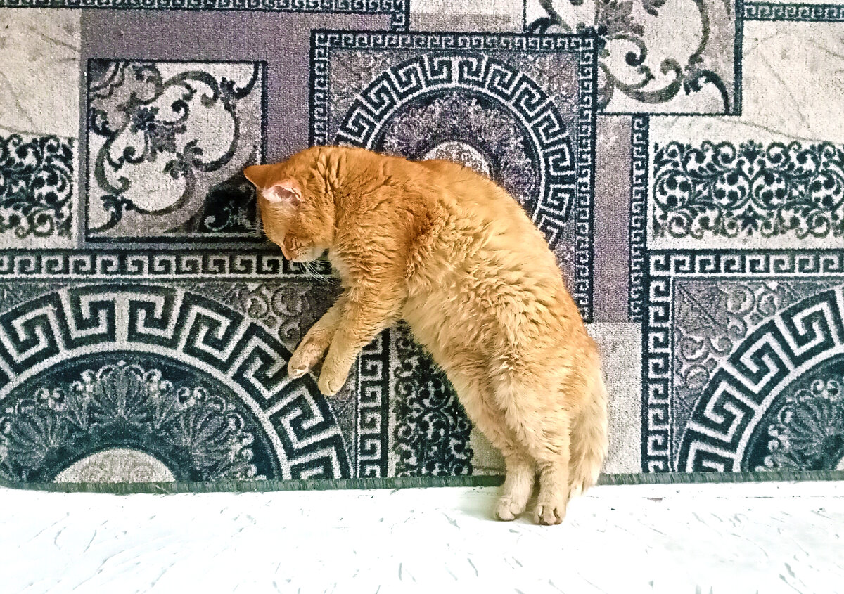 Барсик под грузом невыполненных целей читателей.