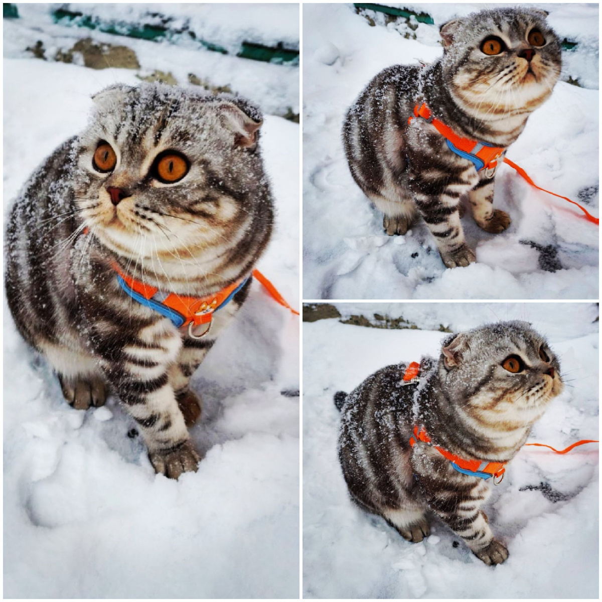 Фото моё котик Зефир