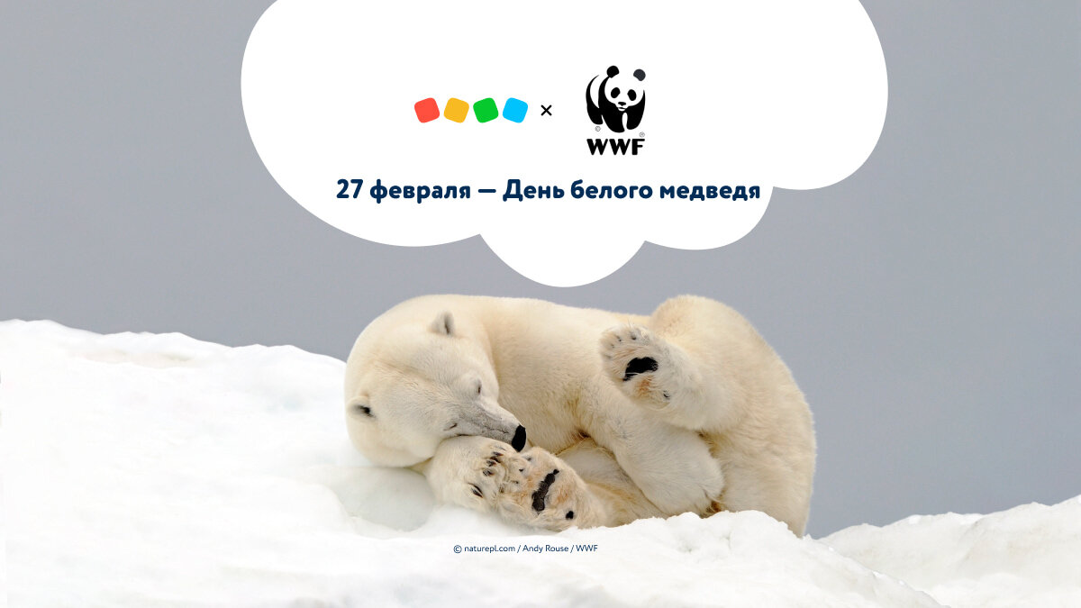 день белого полярного медведя. 27 февраля международный день белого медведя. 27 февраля день полярного. 27 февраля международный день полярного медведя. 27 февраля международный день белого медведя.