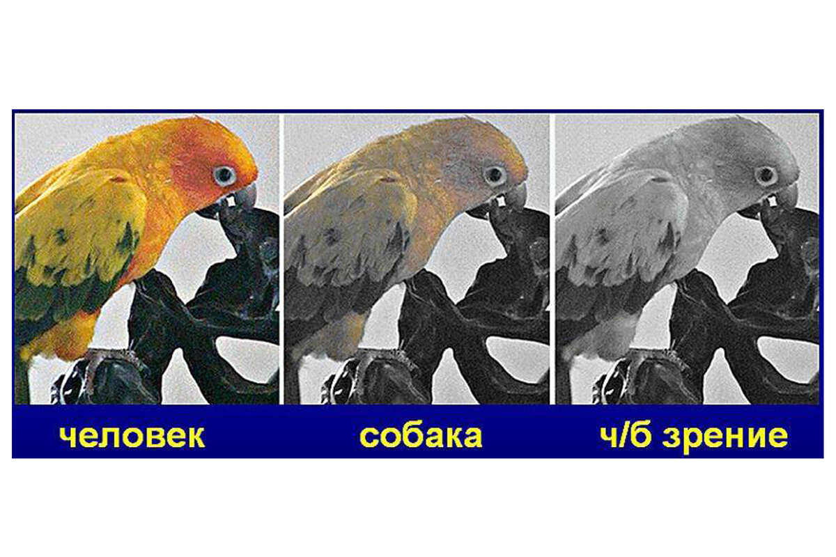 Как видят коты фото