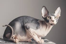 Канадский сфинкс