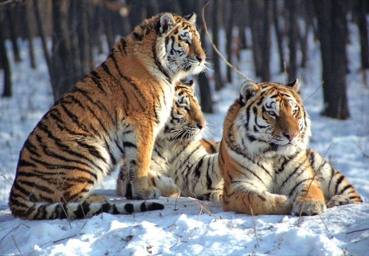 Приморье животный мир. Амурский тигр Panthera Tigris altaica. Амурский тигр Сихотэ-Алинь. Уссурийский тигр Уссурийский заповедник. Амурский тигр Приморский край.