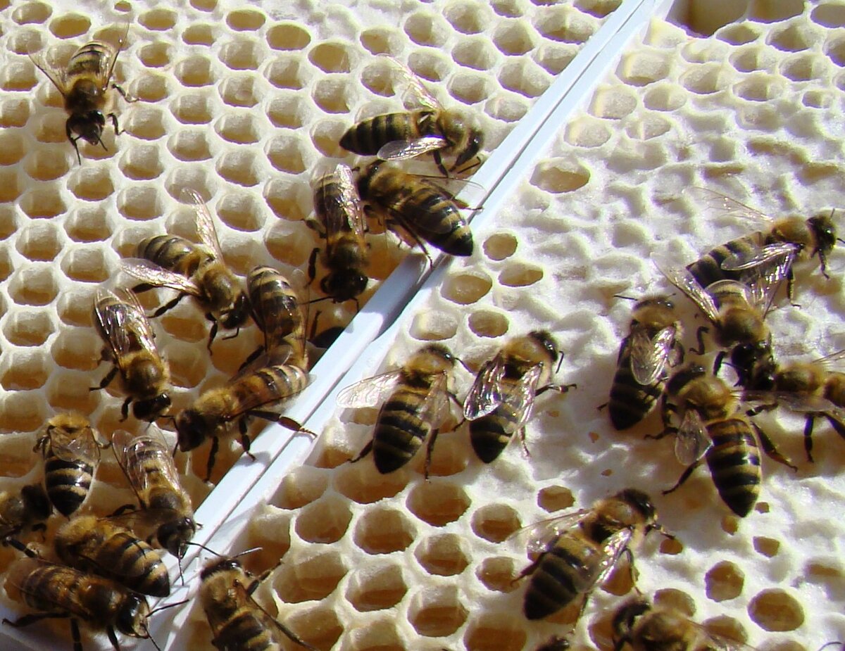 Наши пчелы на рамках для сотового меда.