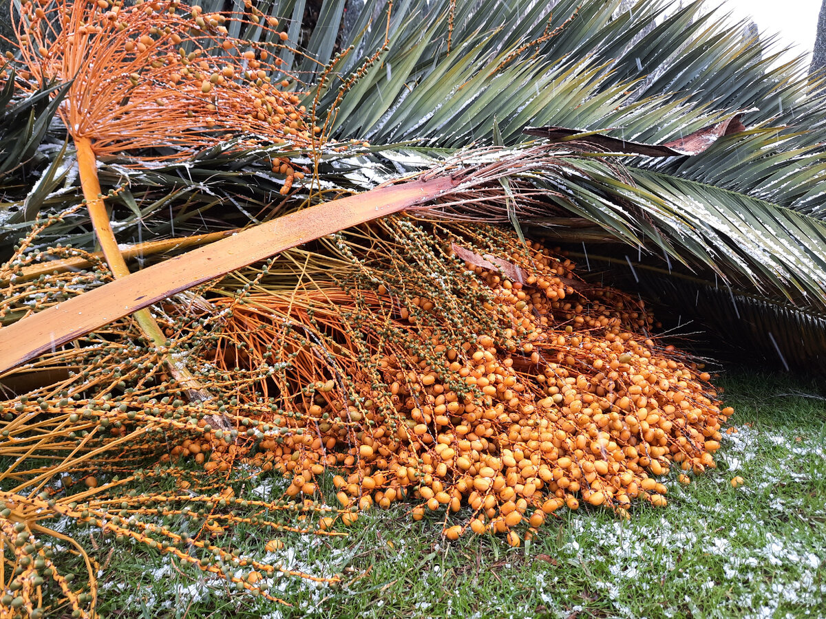 Фото автора. Пальмовые плоды в снегу)