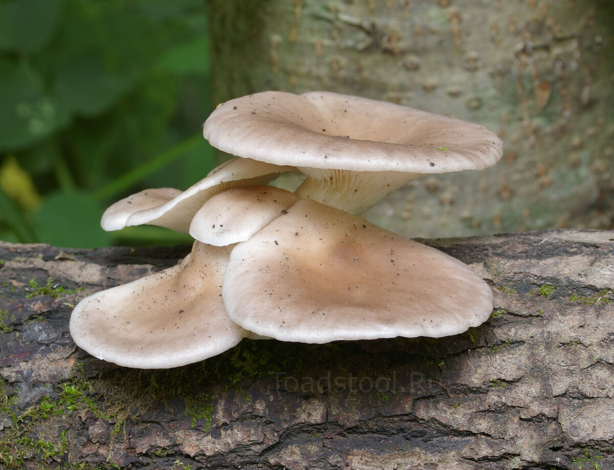 Pleurotus cornucopiae