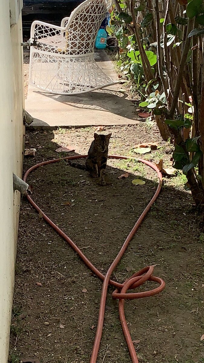 Марсело. Так вышло, что на сегодняшний день главный кошачий мужчина в доме