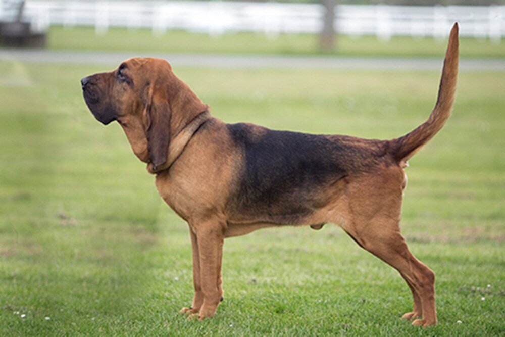 Фото бладхаунда: познакомьтесь с этой породой собак и их потрясающими внешними данными