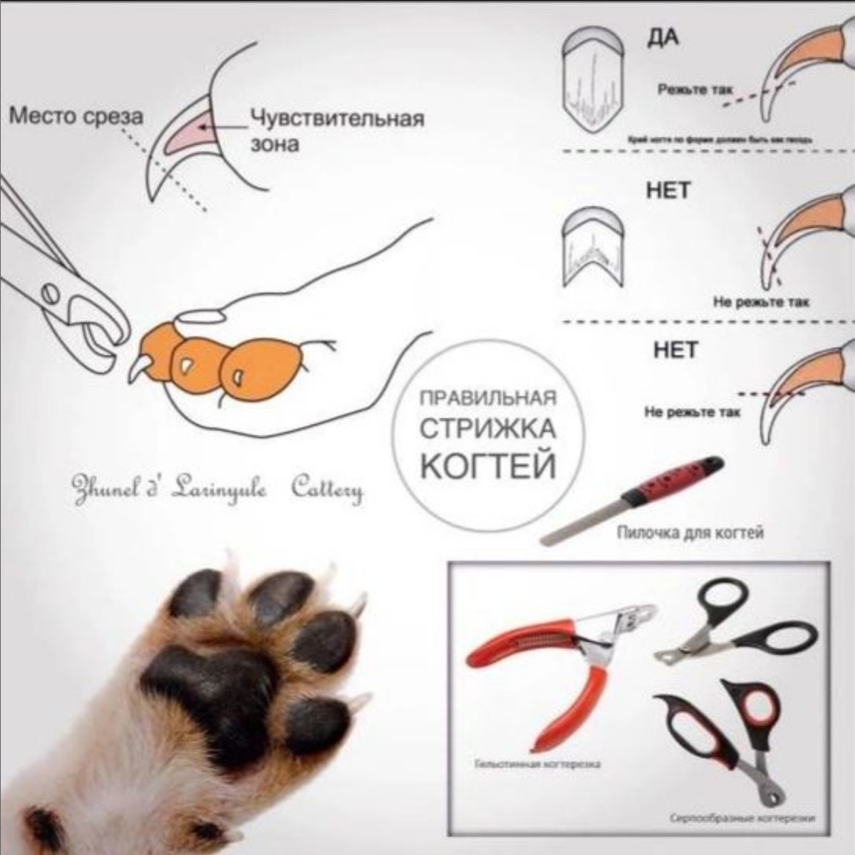 Как правильно стричь когти. Схема стрижки когтей у собак. Как обрезать когти собаке. Как подстричь когти собаке схема. Как обрезать когти собаке в домашних условиях.