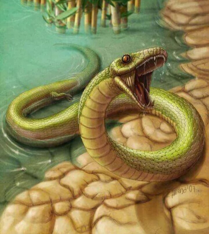 Эволюция змеи