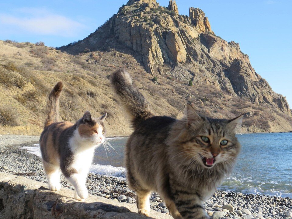     Карадаг и мурлыки. Фото: Юлия Лужанина/Карадагский заповедник/VK