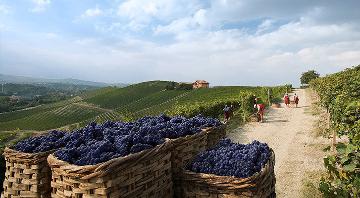 История Барберы