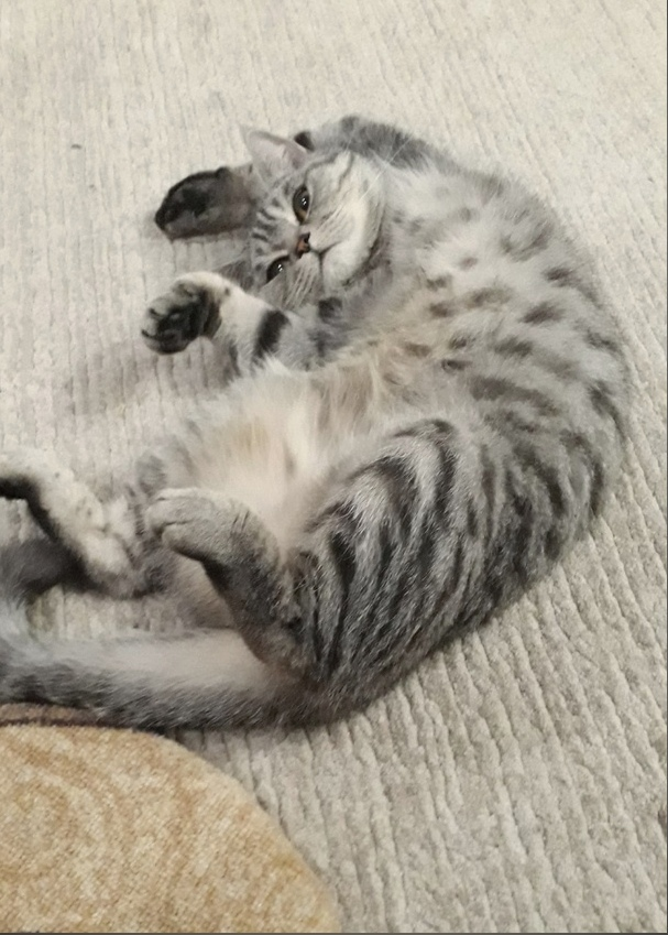 Кошка Алиса