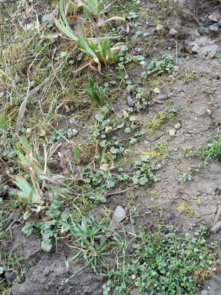 Фото автора. Ирисы. Этой осенью я посадила очень много цветов! Обожаю!