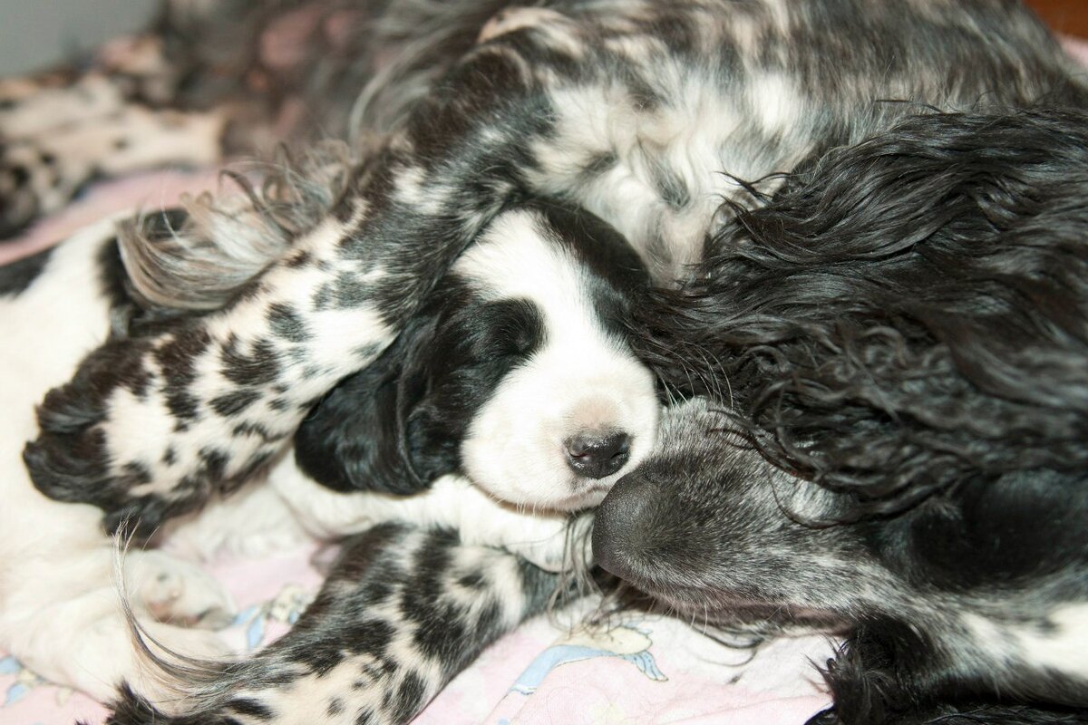 Мамаша с щенком