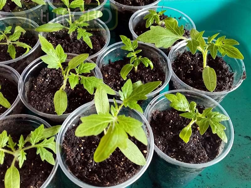Как вырастить крепкую рассаду томатов с помощью аспирина