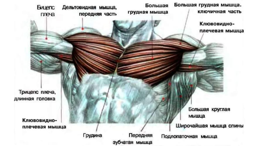 Что делать, если мышцы не растут?