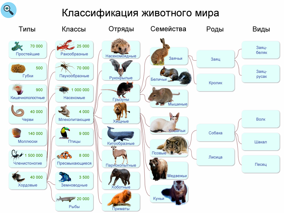 Схема системы животного мира