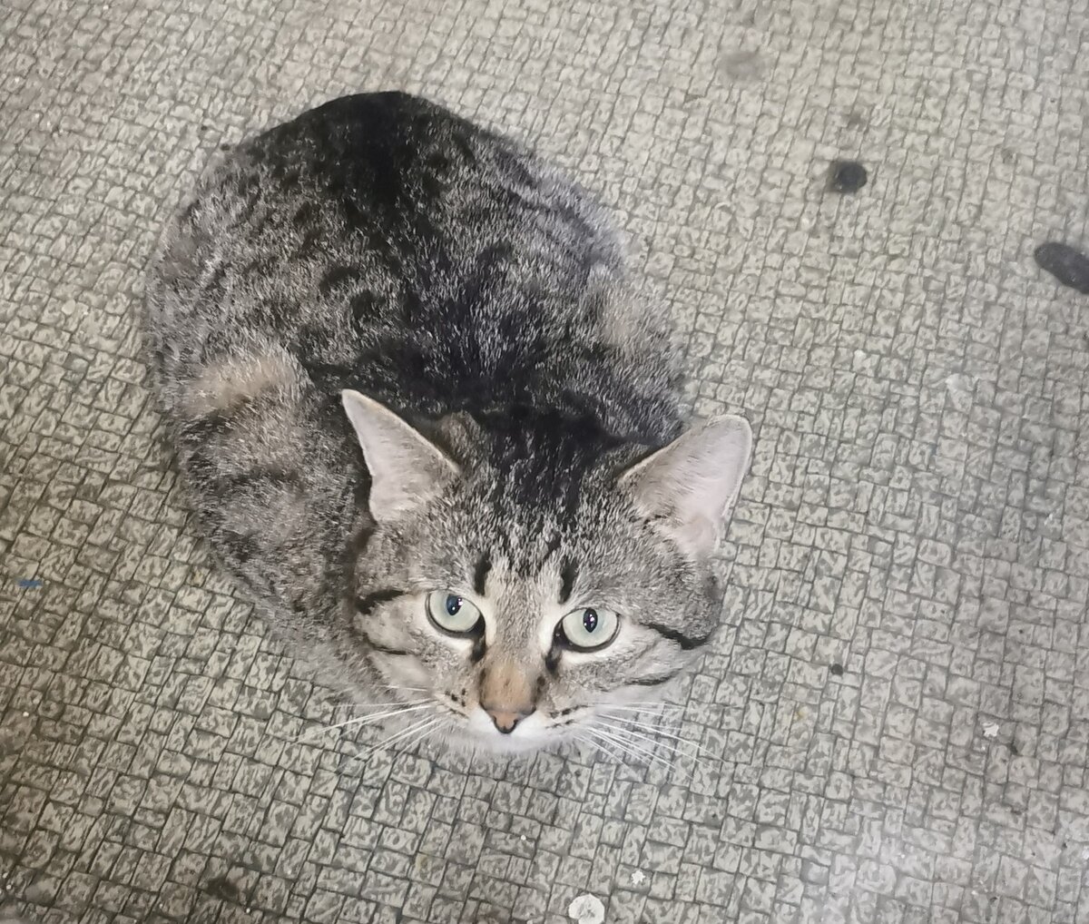 Я сейчас в командировке. Вот такая кошечка встречает меня по утрам.