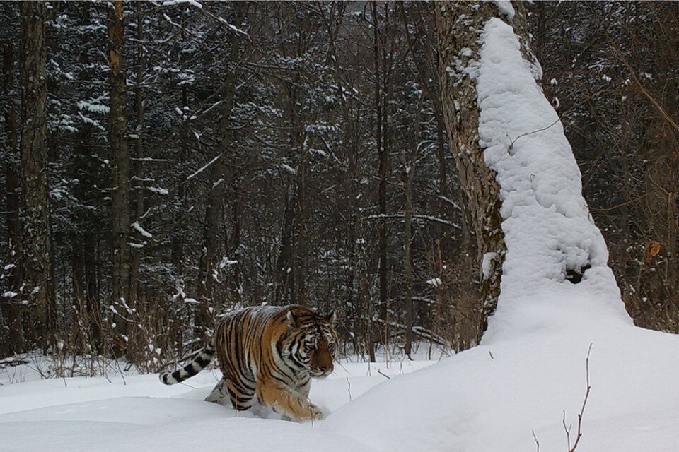     Тигрица Хуна получила свое имя в честь девушки из Южной Кореи, в которую был влюблен Фабио Александр БАТАЛОВ