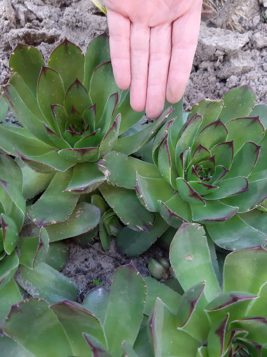 Каменная роза (молодило)