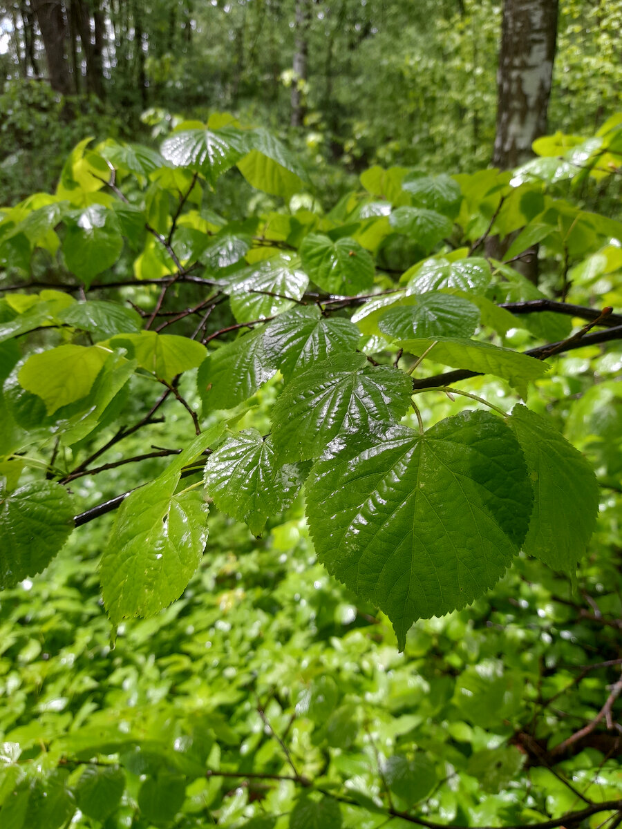 участвую в конкурсе рассказов "Весеннее ликование"