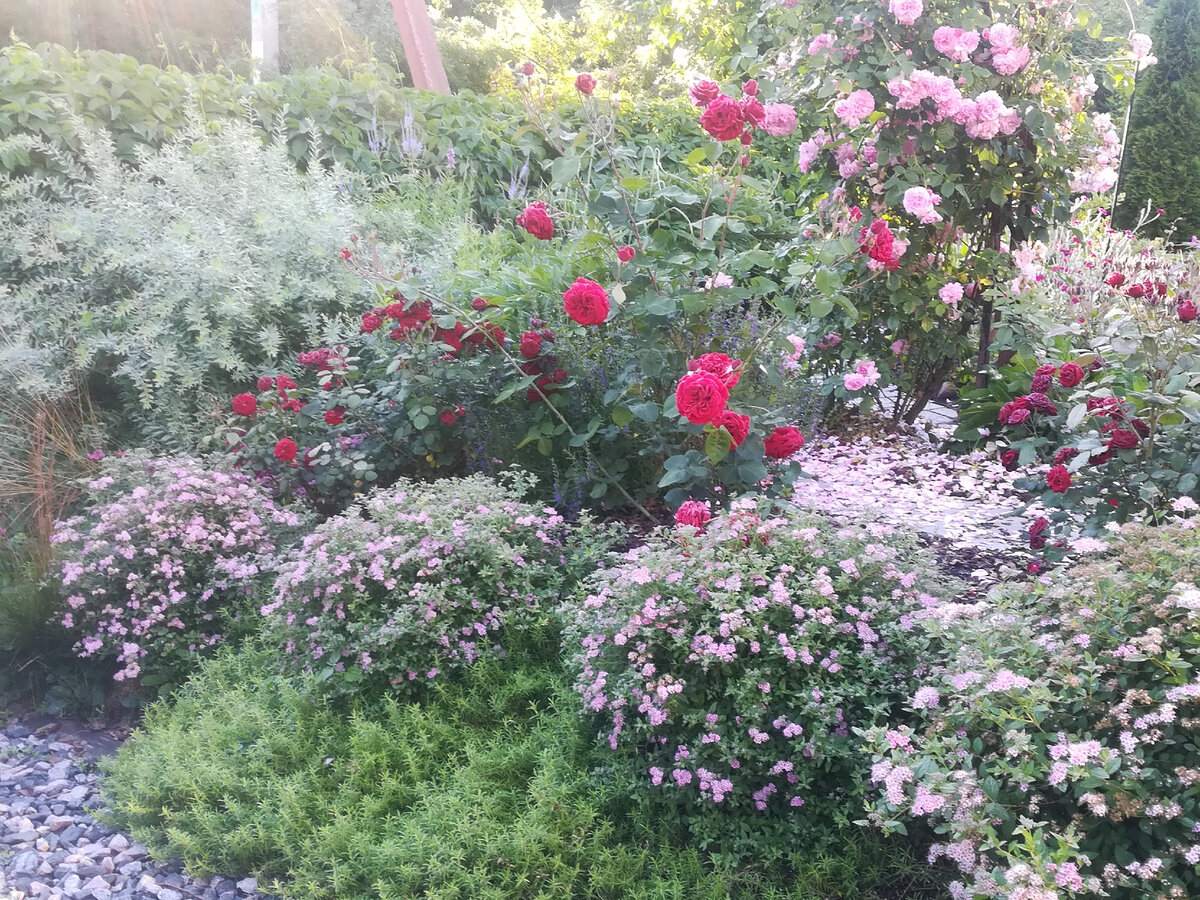 Спирея японская (?)