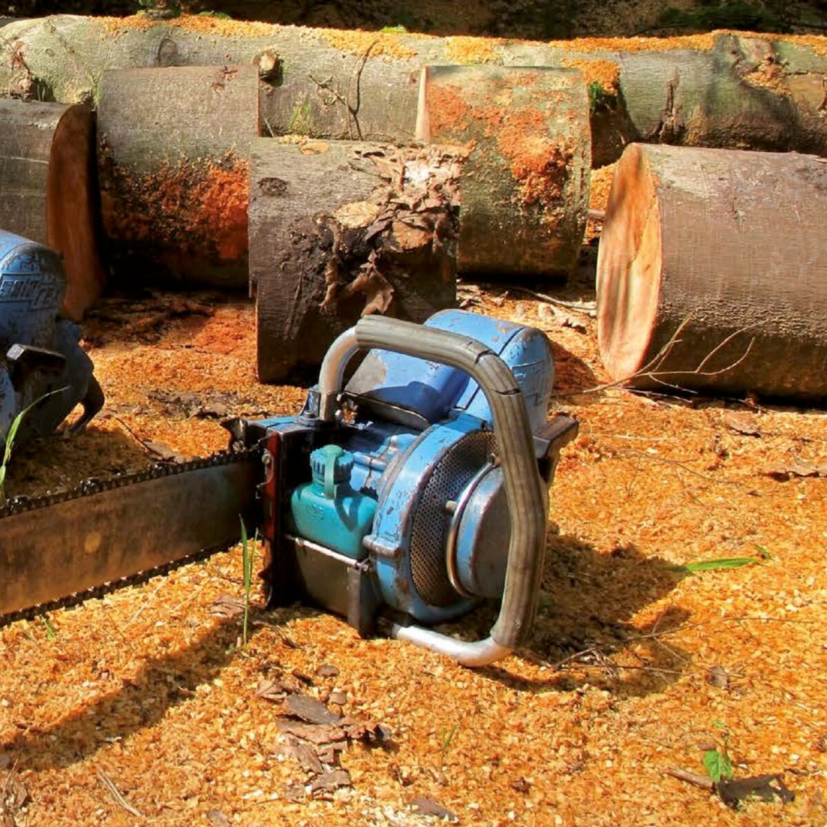 SOLO REX в королевском голубом свете, удивившая профессиональное сообщество