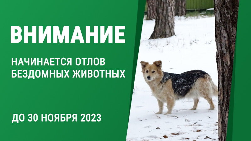 Жители могут оставить заявку на отлов бродячих псов